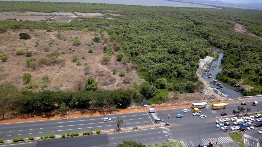 Mangroves along Palm Beach road